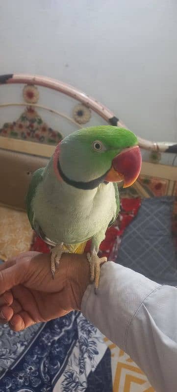 Raw male beautiful parrot 2