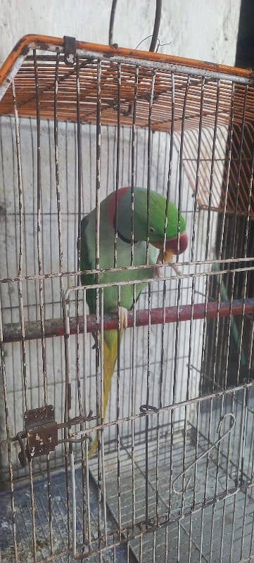 Raw male beautiful parrot 4