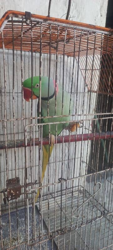 Raw male beautiful parrot 5