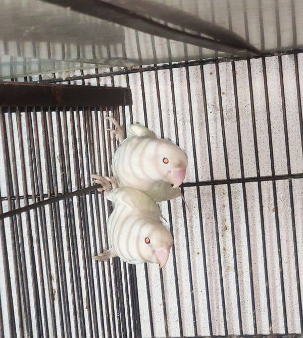 Albino Red Eyes and Albino split Red Eyes 1