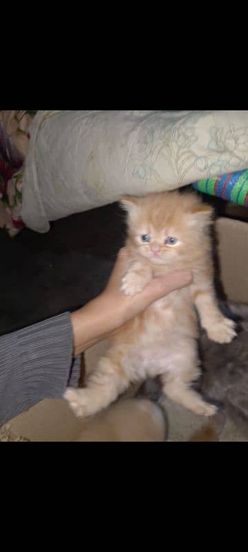 Persian Kittens 4