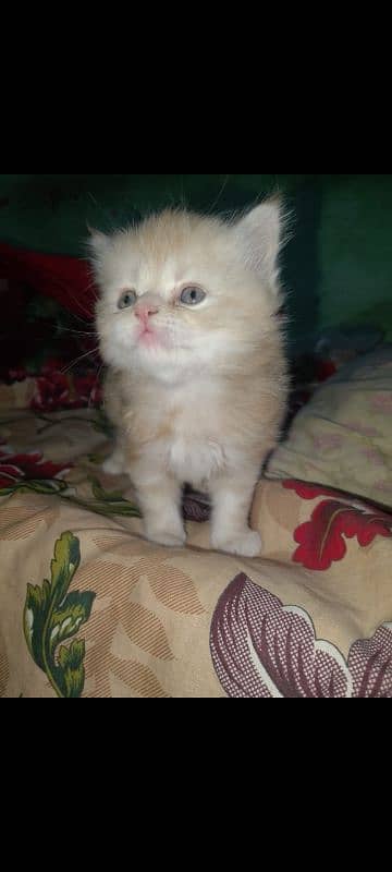 Persian Kittens 5