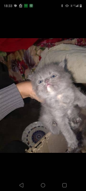 Persian Kittens 6