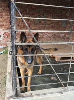 german shepherd male black and tan