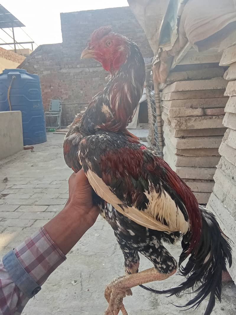 Aseel male for sale 0