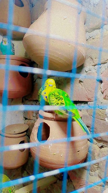 Budgies Colony For Sale (0300/49/89/439. . . 0