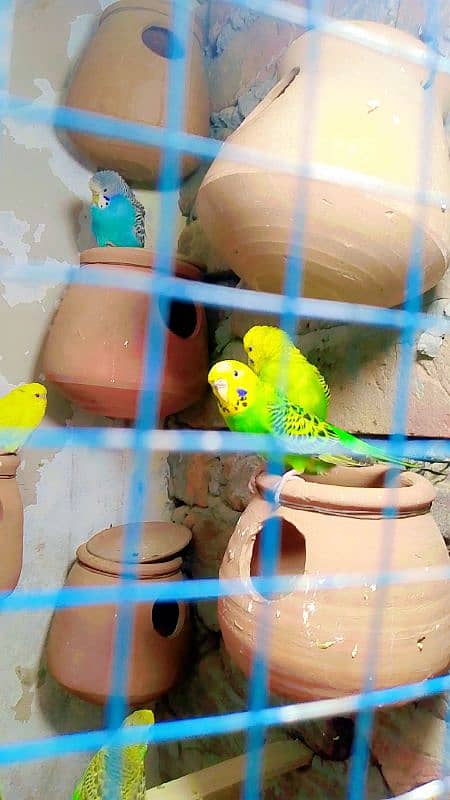 Budgies Colony For Sale (0300/49/89/439. . . 1