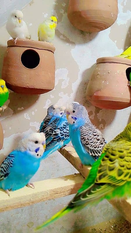 Budgies Colony For Sale (0300/49/89/439. . . 2