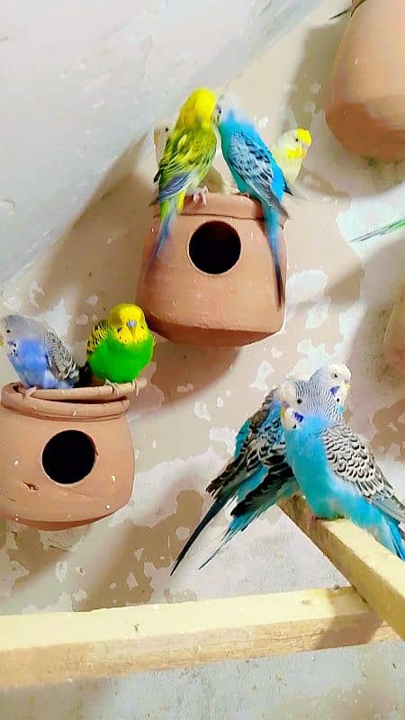 Budgies Colony For Sale (0300/49/89/439. . . 3