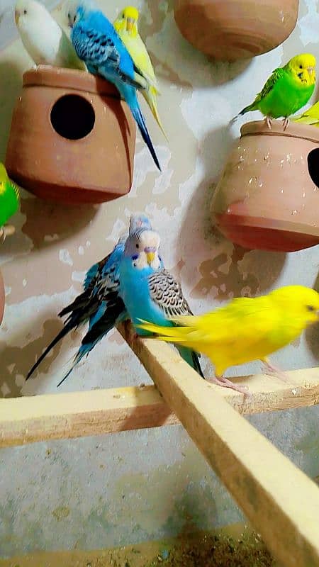 Budgies Colony For Sale (0300/49/89/439. . . 4