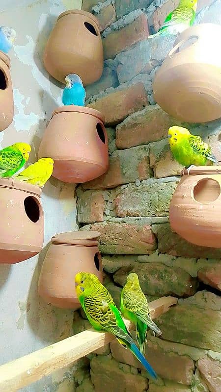 Budgies Colony For Sale (0300/49/89/439. . . 5