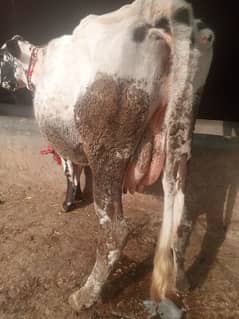 cow HF cross breed