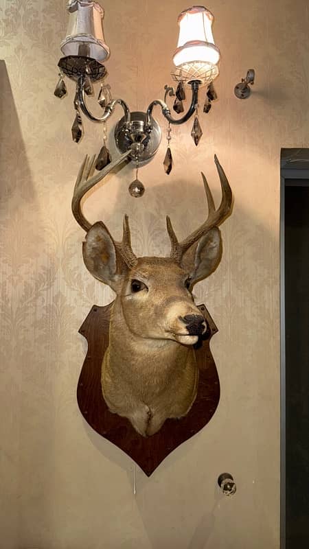 Preserved deer head from USA 1979 and 1981 0