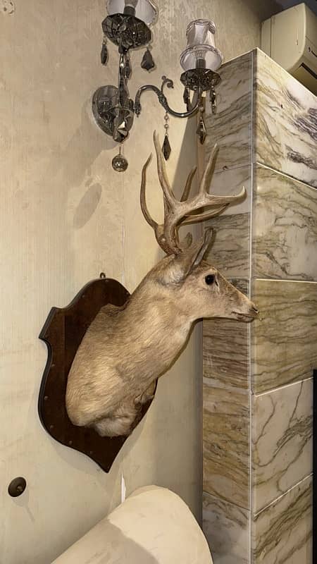 Preserved deer head from USA 1979 and 1981 3