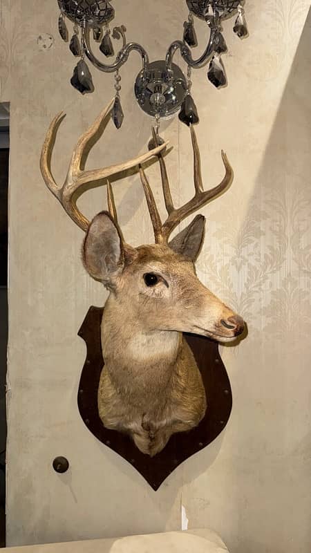 Preserved deer head from USA 1979 and 1981 6