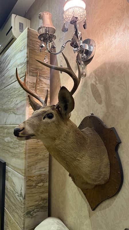 Preserved deer head from USA 1979 and 1981 8