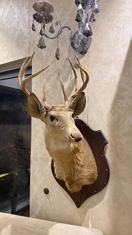 Preserved deer head from USA 1979 and 1981 9