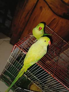 Green Ringneck Parrot Pair