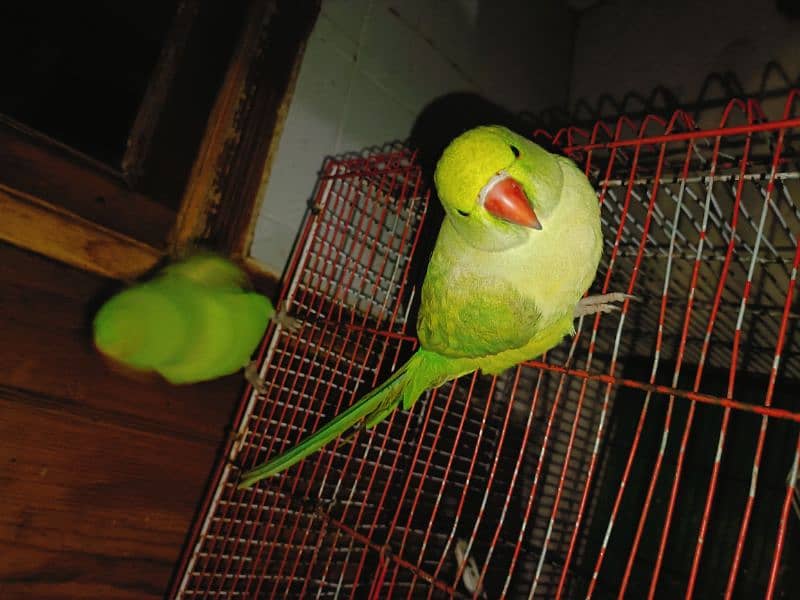 Green Ringneck Parrot Pair 1