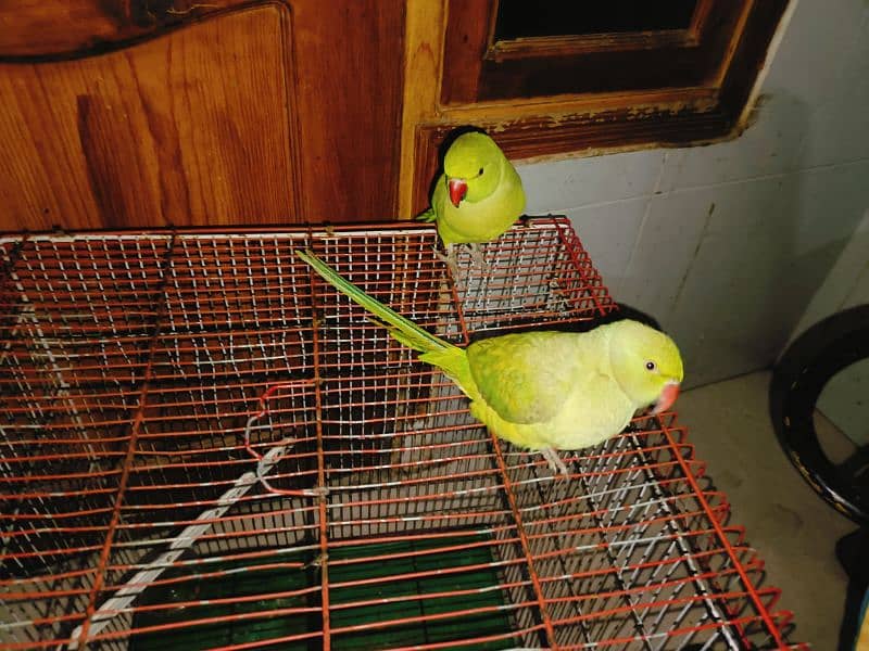 Green Ringneck Parrot Pair 2