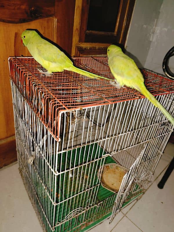 Green Ringneck Parrot Pair 3