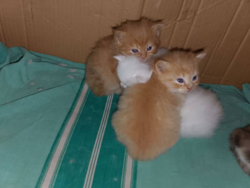 Persian Kittens Male Female 7