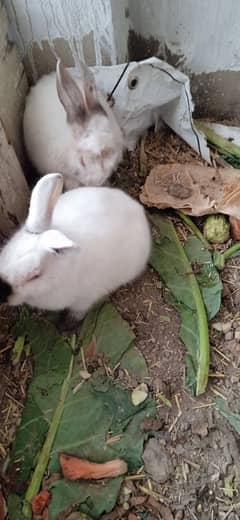 red eye rabbits