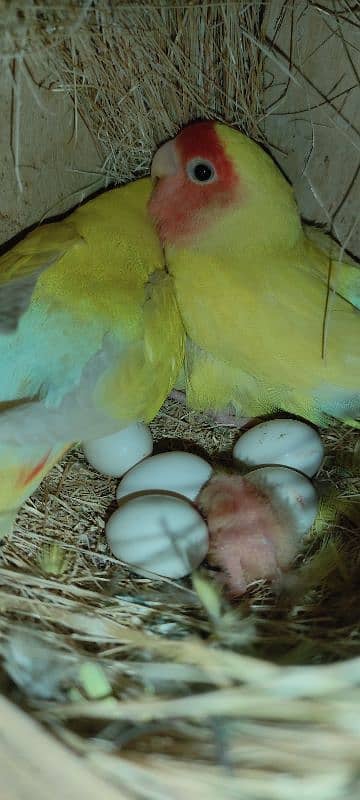 common Latino breeder pair 0