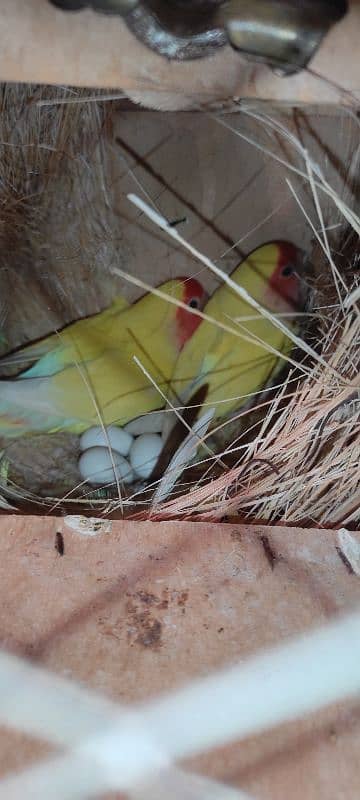 common Latino breeder pair 1