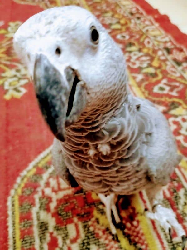 African grey parrot 0