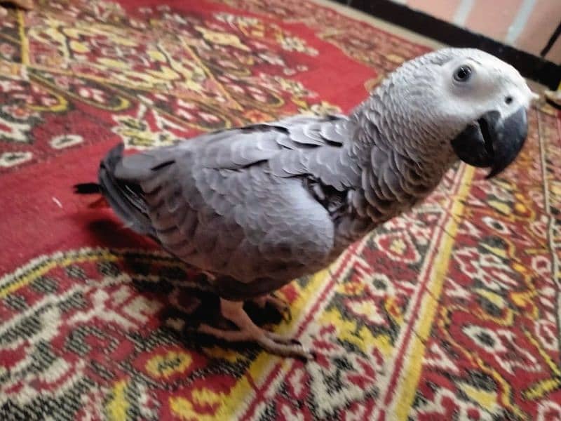 African grey parrot 1