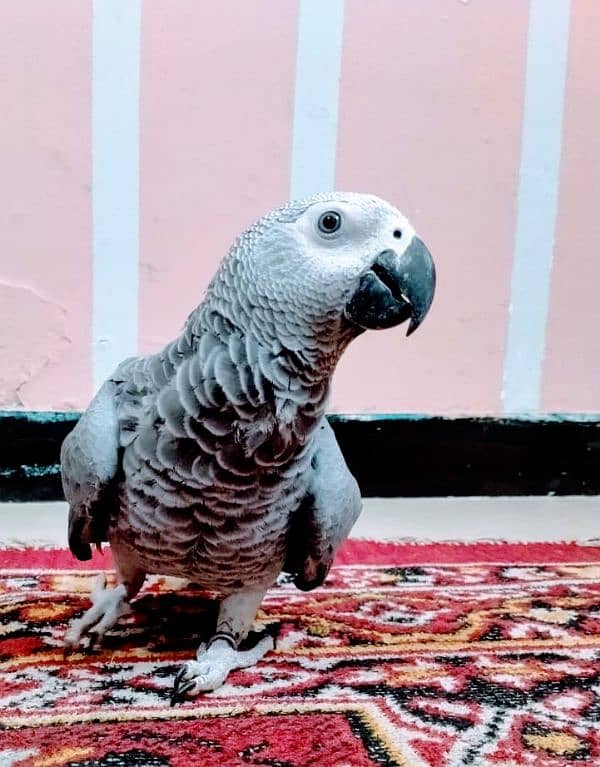 African grey parrot 2