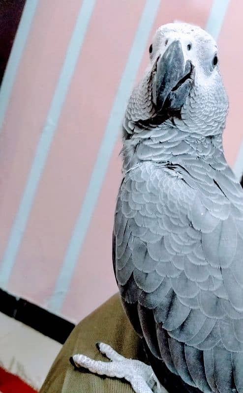 African grey parrot 3