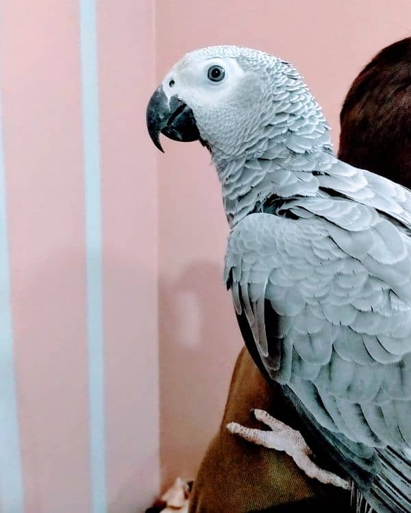 African grey parrot 4