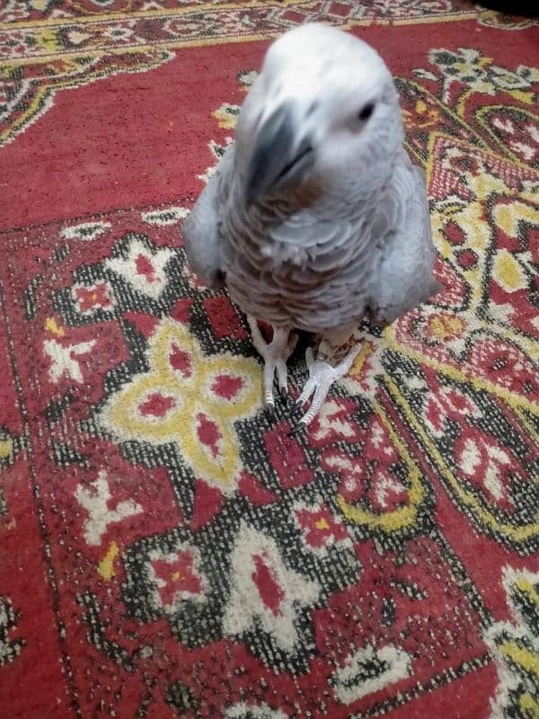 African grey parrot 5