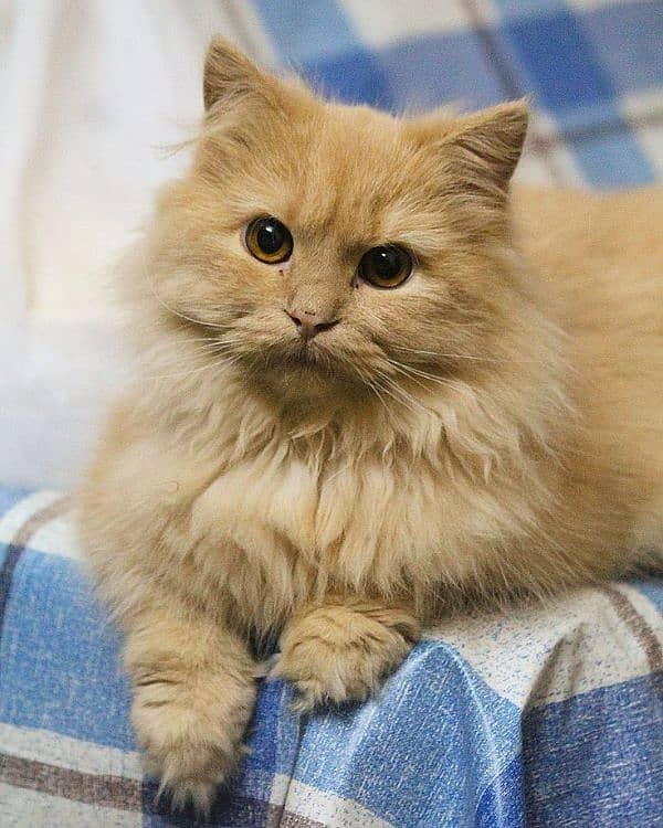 Persian Male 1