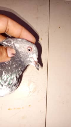 Pigeon birds kabotar kabootar