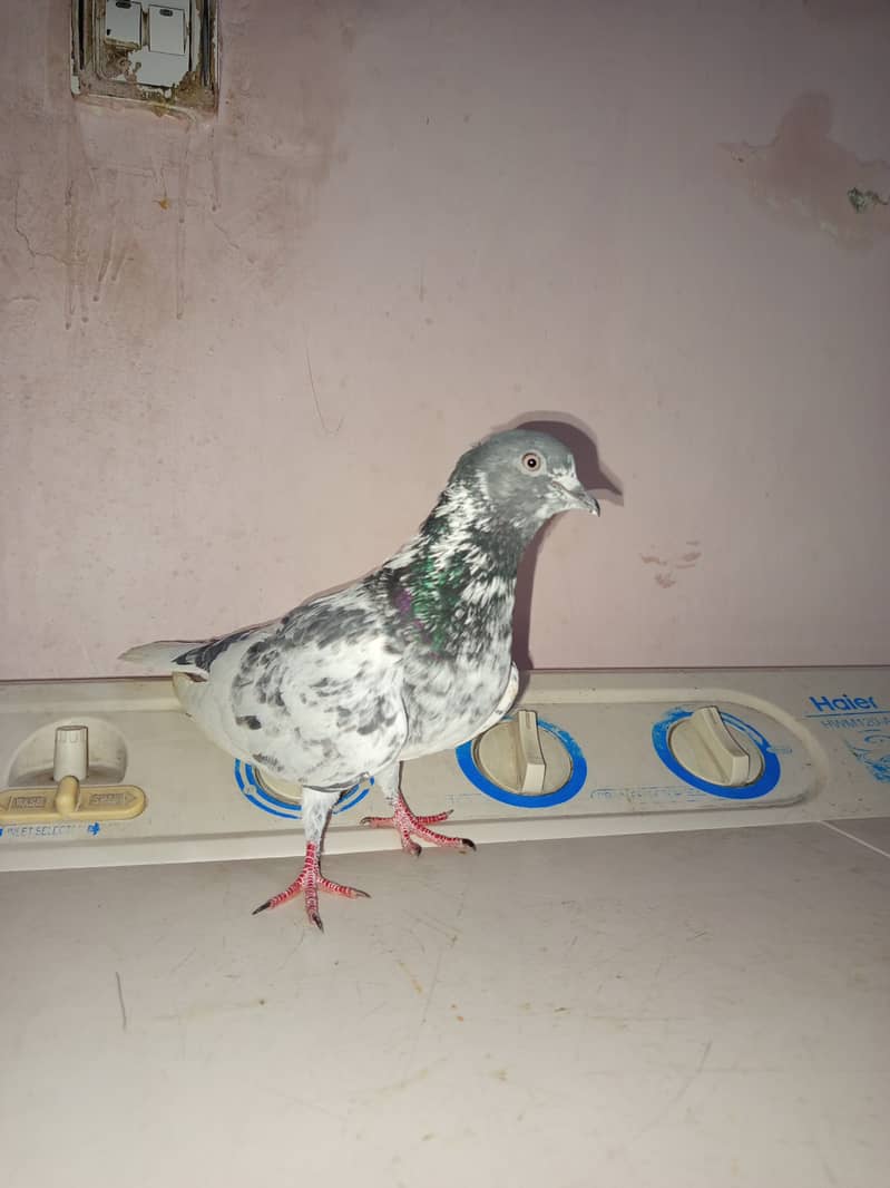 Pigeon birds kabotar kabootar 1