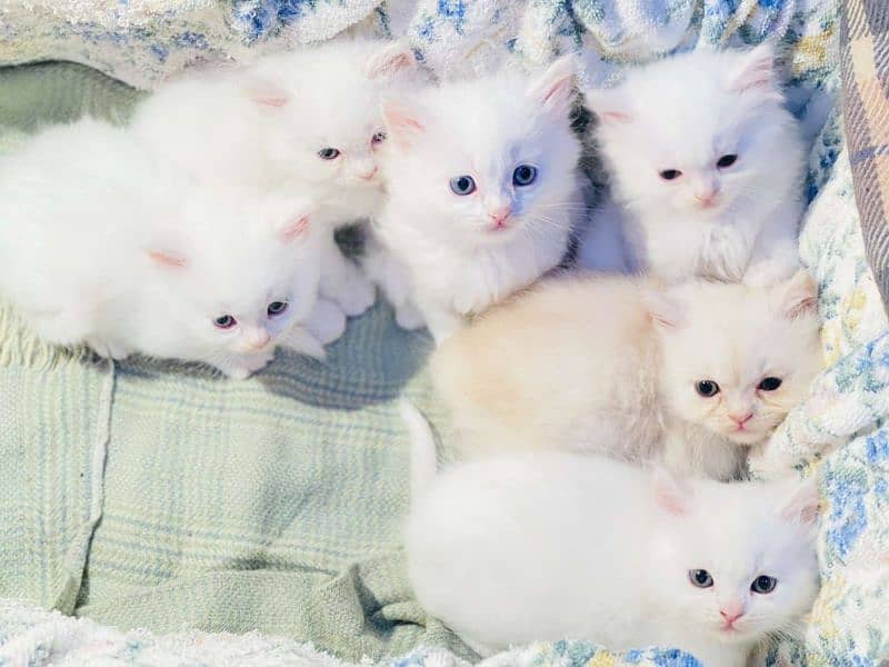 Persian Cats 1