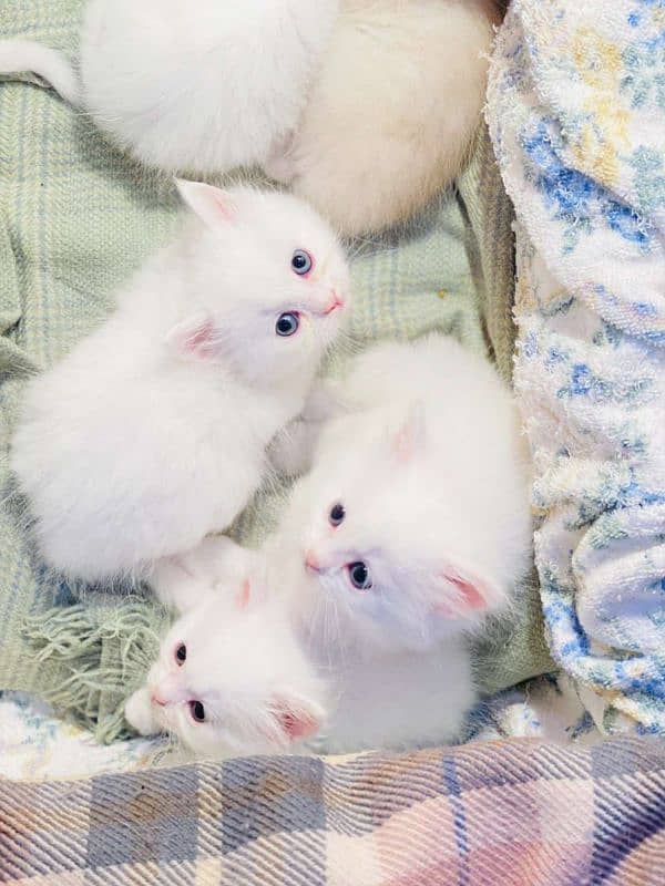 Persian Cats 6