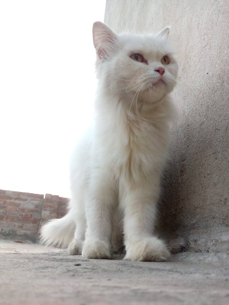 Female Russian cat 1