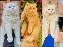 Persian Punch face triple coat cat Kitten