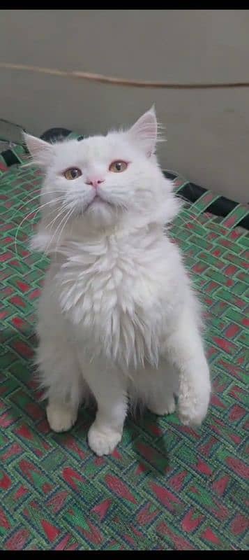 persian cat 9 month 2