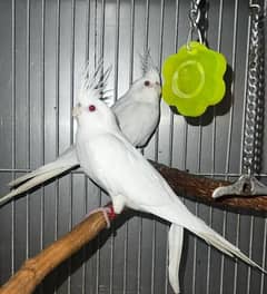 white albino cocktail pair