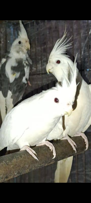 white albino cocktail pair 2