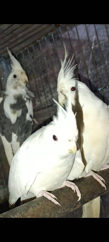 white albino cocktail pair 3