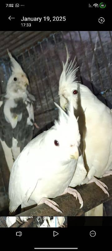 white albino cocktail pair 4