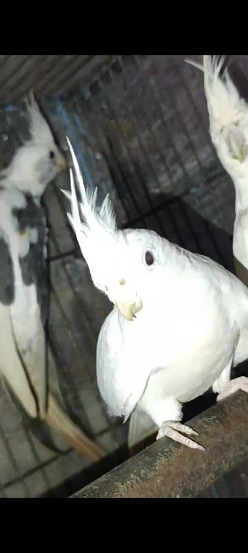 white albino cocktail pair 5