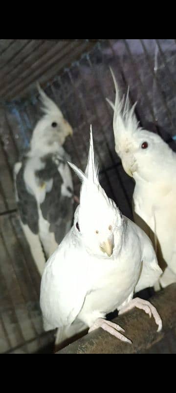 white albino cocktail pair 7