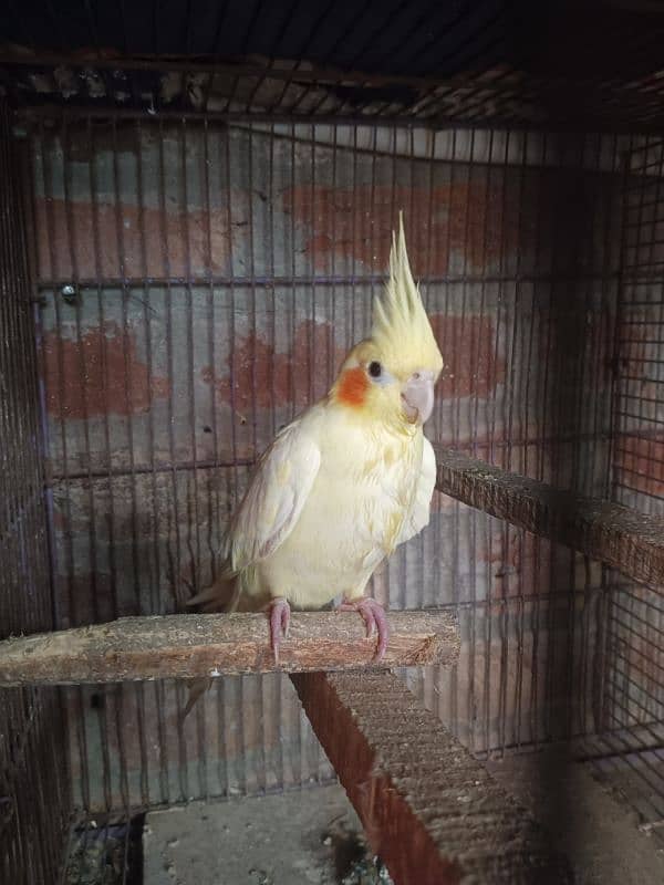 cocktail comanwhite beeedar pair for. sale 2